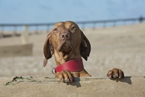 Images Dated 18th February 2016: Dog Hungarian Vizsla on the beach