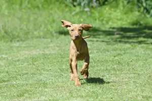 DOG. Hungarian Vizsla puppy (11 weeks old ) running in a garden