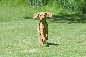 DOG. Hungarian Vizsla puppy (11 weeks old ) running in a garden