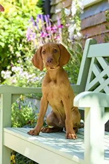 DOG. Hungarian Vizsla puppy (11 weeks old ) sitting on a garden bench with flowers