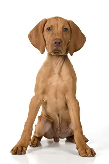 Vizsla Prints: DOG. Hungarian Vizsla puppy (11 weeks old ) sitting looking at the camera, studio