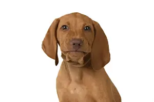 DOG. Hungarian Vizsla puppy (11 weeks old ) sitting looking at the camera, head & shoulders, studio