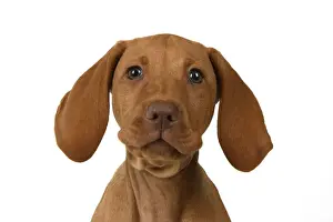 DOG. Hungarian Vizsla puppy (11 weeks old ) sitting looking at the camera, head & shoulders, studio