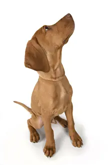 DOG. Hungarian Vizsla puppy (11 weeks old ) sitting looking up, studio