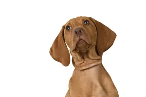 DOG. Hungarian Vizsla puppy (11 weeks old ) sitting looking up, head & shoulders, studio