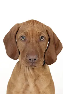 Vizsla Prints: DOG - Hungarian vizsla puppy (head shot)