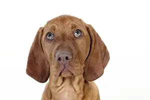 DOG - Hungarian vizsla puppy (head shot)