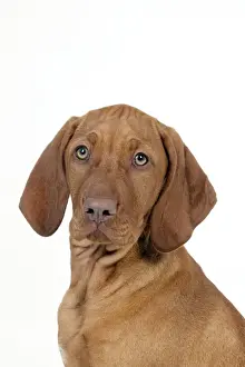 DOG - Hungarian vizsla puppy (head shot)