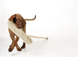 Vizsla Prints: DOG - Hungarian vizsla puppy playing with broom