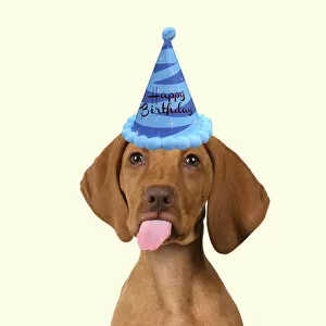 Birthdays Gallery: DOG. Hungarian Vizsla puppy wearing a birthday party hat sticking out tongue Date: 18-03-2019