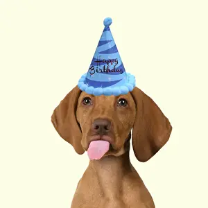 Humour Prints: DOG. Hungarian Vizsla puppy wearing a birthday party hat sticking out tongue