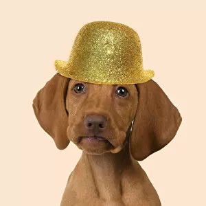 Manipulated Collection: DOG. Hungarian Vizsla puppy wearing a gold bowler hat