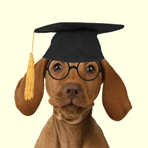 Mortarboard Prints: DOG. Hungarian Vizsla puppy wearing Graduation hat and glasses
