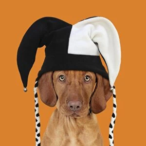 DOG - Hungarian vizsla puppy wearing jester hat