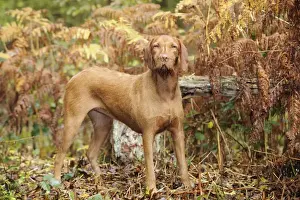 Viszla Prints: DOG. Hungarian wired haired visca in ferns