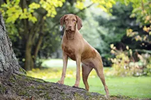 Viszla Prints: DOG. Hungarian wired haired visca standing on tree root