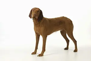 DOG. Hungarian wired haired Vizsla