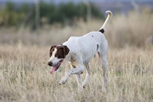 Dog hunter dog in field Ciudad Real, Castilla la