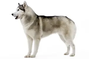 Dog - Husky