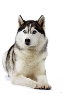 Images Dated 11th March 2006: Dog - Husky