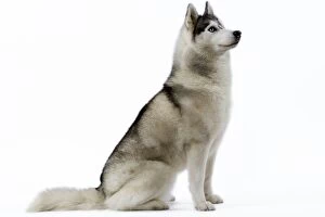 Images Dated 11th March 2006: Dog - Husky