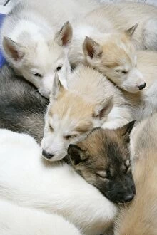 DOG. husky puppies (7 weeks old) asleep together