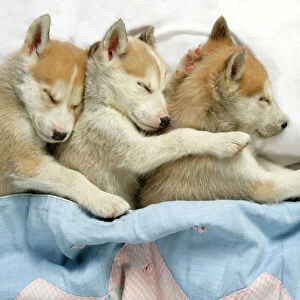 DOG. husky puppies (7 weeks old) asleep in bed