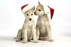 Images Dated 12th January 2008: DOG. husky puppies (7 weeks old ) with Christmas hats