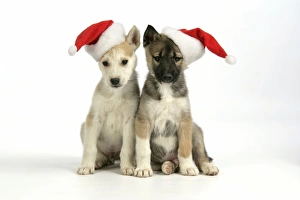 Images Dated 12th January 2008: DOG. husky puppies (7 weeks old ) with Christmas hats