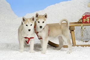DOG. husky puppies (7 weeks old ) with sledge