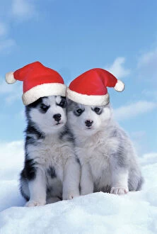 DOG - two husky puppies sitting on snow