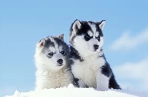 DOG - two husky puppies sitting on snow