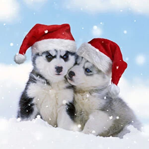 Images Dated 24th May 2021: DOG - two husky puppies sitting in snow wearing red Christmas Santa hats Date: 22-05-2021