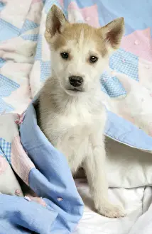 On Bed Prints: DOG. husky puppy (7 weeks old ) under bed covers