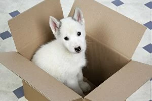 DOG. husky puppy (7 weeks old ) in a box