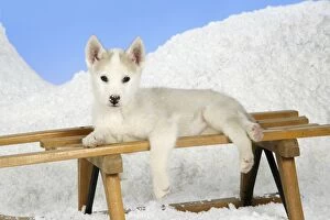 DOG. husky puppy (7 weeks old ) on a sledge