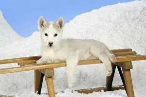 Sledge Prints: DOG. husky puppy (7 weeks old ) on a sledge