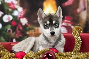 Dog Husky puppy Christmas scene