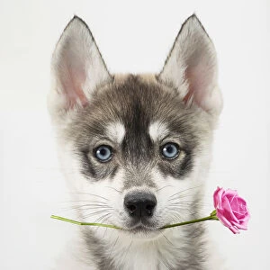 Dog, Husky puppy holding Rose flower. Digital manipulation