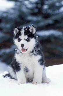 DOG - husky puppy sitting in snow