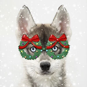 Bows Gallery: Dog, Husky puppy wearing Christmas wreath glasses