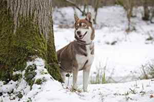 Images Dated 27th December 2010: Dog - Husky - standing in snow