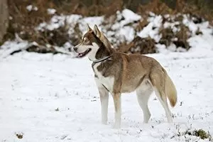 Images Dated 27th December 2010: Dog - Husky - standing in snow