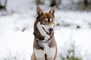 Images Dated 27th December 2010: Dog - Husky - standing in snow