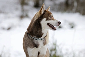 Images Dated 27th December 2010: Dog - Husky - standing in snow