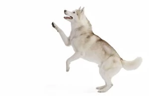 Images Dated 1st March 2011: Dog - Husky in studio on hind legs