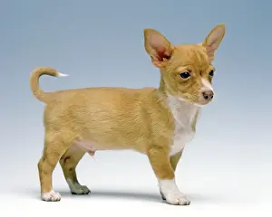 Dog - Ibizan Hound / Podenco Ibicenco