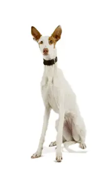 Dog - Ibizan Hound / Podenco Ibicenco - in studio