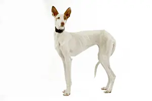 Dog - Ibizan Hound / Podenco Ibicenco - in studio