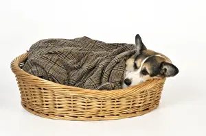 Dog. Ill dog wrapped in a blanket